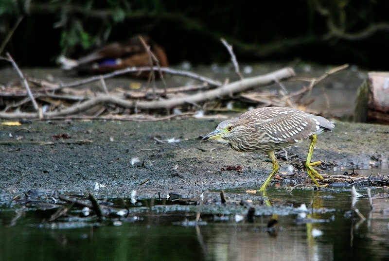 Nachtreiher Jungtier Finkensee Rodgau Jügesheim August 2016