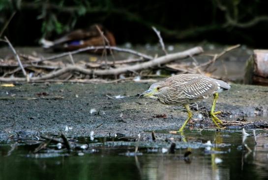 Nachtreiher Jungtier Finkensee Rodgau Jügesheim August 2016