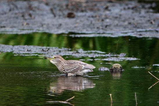 Nachtreiher Jungtier Finkensee Rodgau Jügesheim August 2016