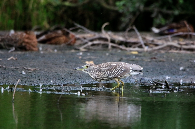 Nachtreiher Jungtier Finkensee Rodgau Jügesheim August 2016