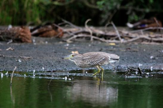 Nachtreiher Jungtier Finkensee Rodgau Jügesheim August 2016