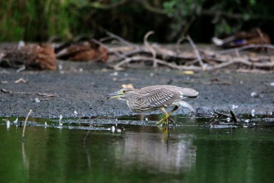 Nachtreiher Jungtier Finkensee Rodgau Jügesheim August 2016