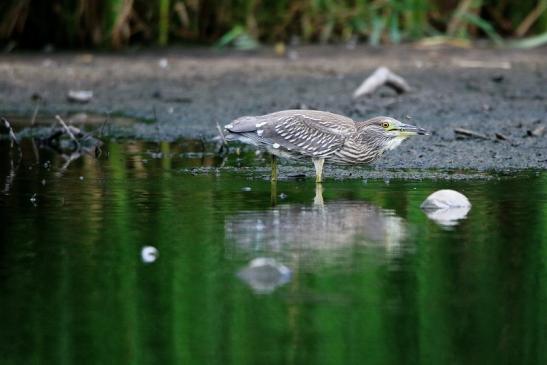 Nachtreiher Jungtier Finkensee Rodgau Jügesheim August 2016