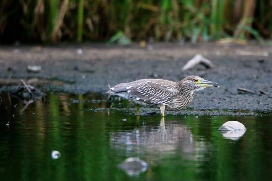 Nachtreiher Jungtier Finkensee Rodgau Jügesheim August 2016