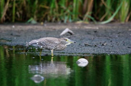 Nachtreiher Jungtier Finkensee Rodgau Jügesheim August 2016