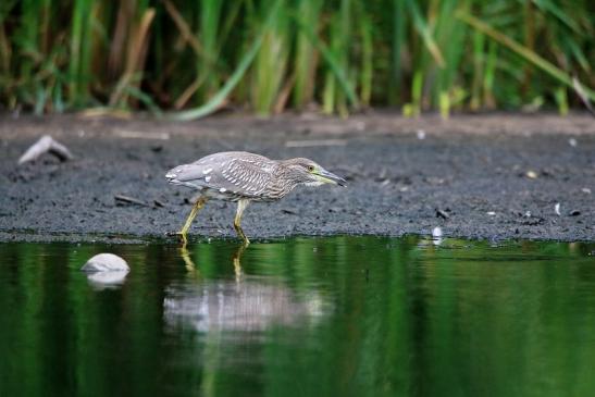 Nachtreiher Jungtier Finkensee Rodgau Jügesheim August 2016