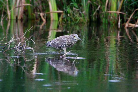 Nachtreiher Jungtier Finkensee Rodgau Jügesheim August 2016