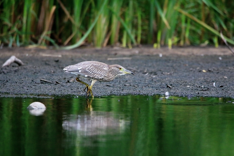 Nachtreiher Jungtier Finkensee Rodgau Jügesheim August 2016