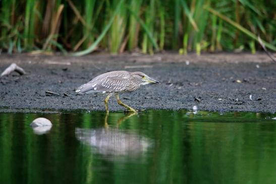 Nachtreiher Jungtier Finkensee Rodgau Jügesheim August 2016