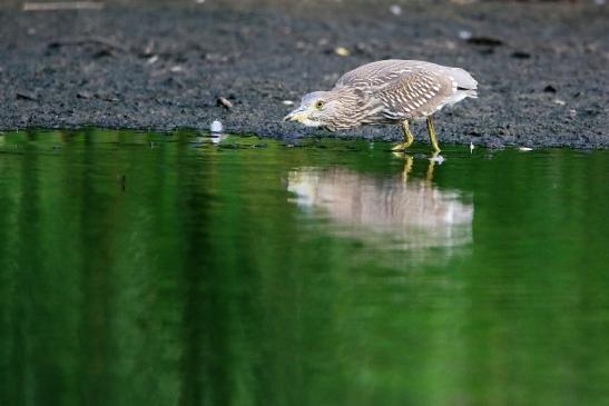 Nachtreiher Jungtier Finkensee Rodgau Jügesheim August 2016