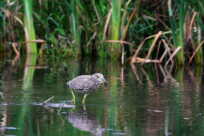 Nachtreiher Jungtier Finkensee Rodgau Jügesheim August 2016