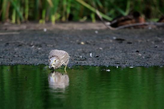 Nachtreiher Jungtier Finkensee Rodgau Jügesheim August 2016