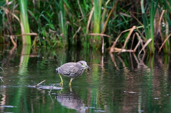 Nachtreiher Jungtier Finkensee Rodgau Jügesheim August 2016