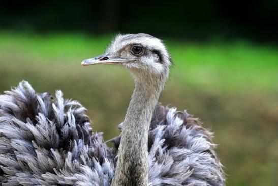 Foto des Monats März 2019 Nandu Zoo Frankfurt am Main 