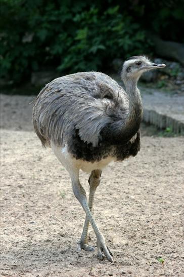 Nandu Zoo Vivarium Darmstadt 2017