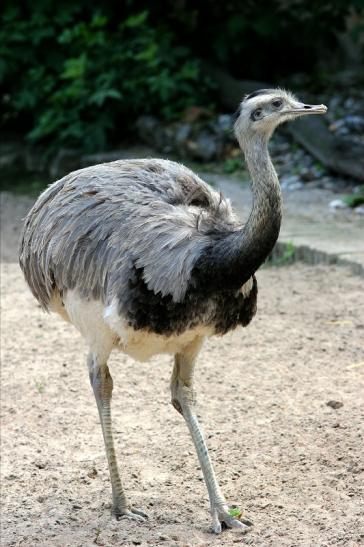 Nandu Zoo Vivarium Darmstadt 2017