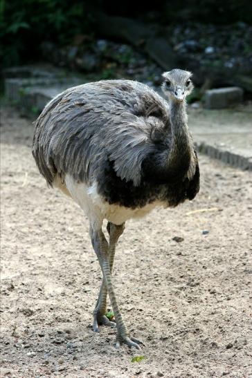 Nandu Zoo Vivarium Darmstadt 2017