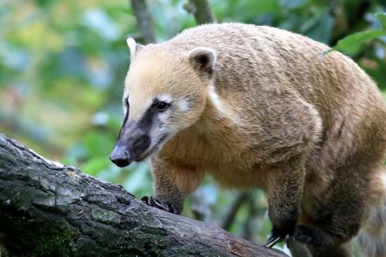 Südamerikanischer Nasenbär Opel Zoo Kronberg 2018