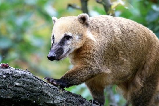 Südamerikanischer Nasenbär Opel Zoo Kronberg 2018