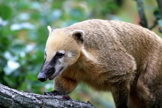 Südamerikanischer Nasenbär Opel Zoo Kronberg 2018