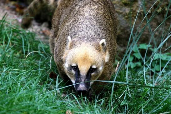 Südamerikanischer Nasenbär Opel Zoo Kronberg 2018