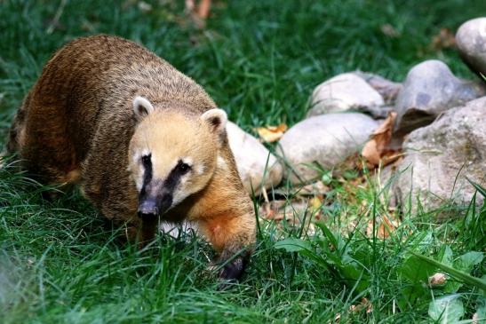 Südamerikanischer Nasenbär Opel Zoo Kronberg 2018