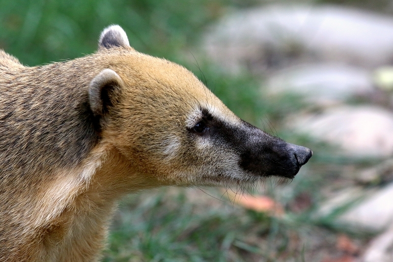 Südamerikanischer Nasenbär Opel Zoo Kronberg 2018