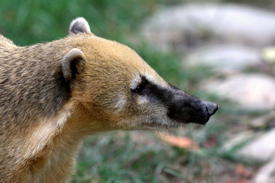 Südamerikanischer Nasenbär Opel Zoo Kronberg 2018