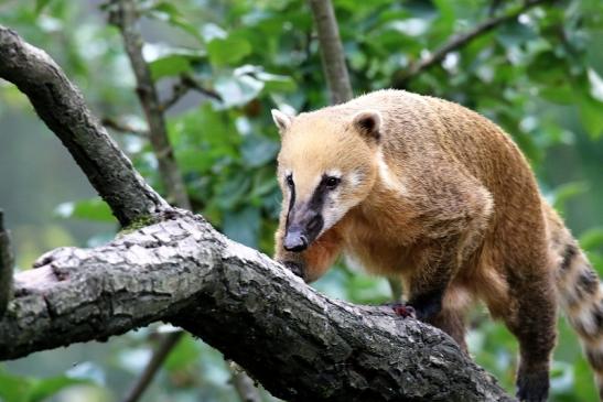 Südamerikanischer Nasenbär Opel Zoo Kronberg 2018