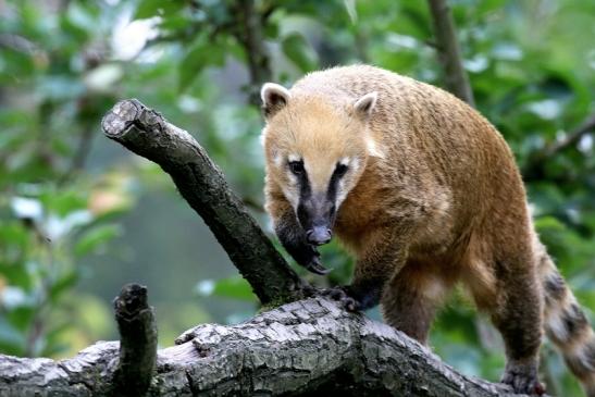 Südamerikanischer Nasenbär Opel Zoo Kronberg 2018