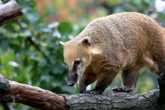 Südamerikanischer Nasenbär Opel Zoo Kronberg 2018