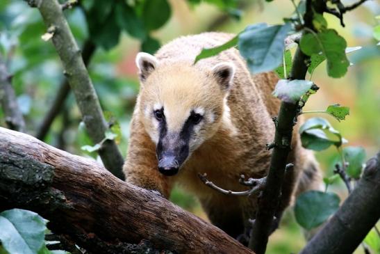 Südamerikanischer Nasenbär Opel Zoo Kronberg 2018