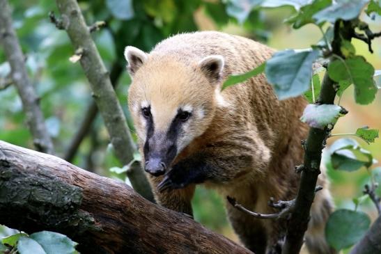 Südamerikanischer Nasenbär Opel Zoo Kronberg 2018