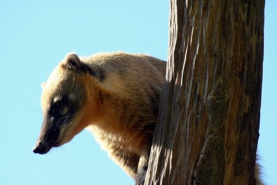 Südamerikanischer Nasenbär Zoo Vivarium Darmstadt 2012