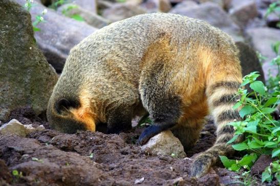 Südamerikanischer Nasenbär Zoo Vivarium Darmstadt 2012