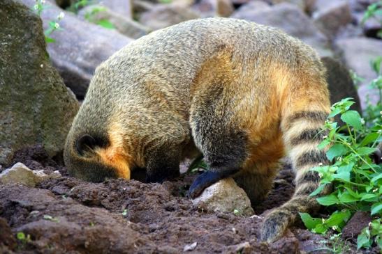 Südamerikanischer Nasenbär Zoo Vivarium Darmstadt 2012