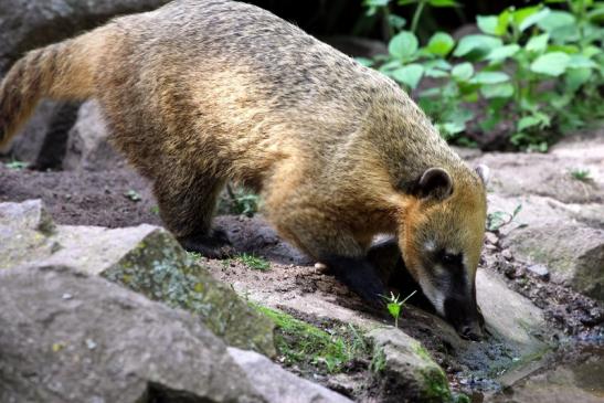 Südamerikanischer Nasenbär Zoo Vivarium Darmstadt 2012