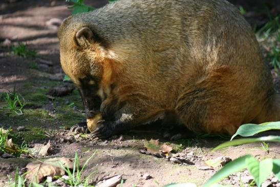 Südamerikanischer Nasenbär Zoo Vivarium Darmstadt 2012