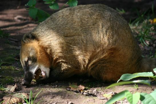 Südamerikanischer Nasenbär Zoo Vivarium Darmstadt 2012