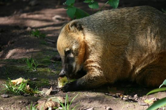 Südamerikanischer Nasenbär Zoo Vivarium Darmstadt 2012