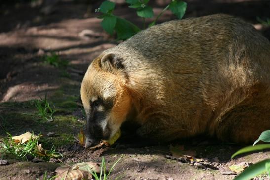 Südamerikanischer Nasenbär Zoo Vivarium Darmstadt 2012