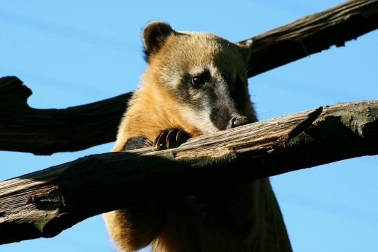 Südamerikanischer Nasenbär Zoo Vivarium Darmstadt 2012