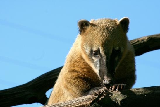 Südamerikanischer Nasenbär Zoo Vivarium Darmstadt 2012