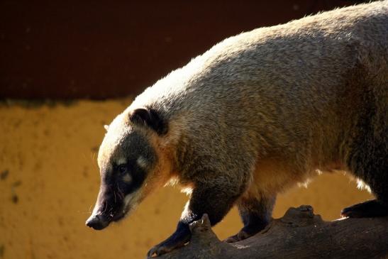 Südamerikanischer Nasenbär Zoo Vivarium Darmstadt 2012