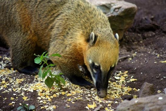 Südamerikanischer Nasenbär Zoo Vivarium Darmstadt 2012