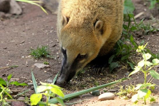 Südamerikanischer Nasenbär Zoo Vivarium Darmstadt 2013