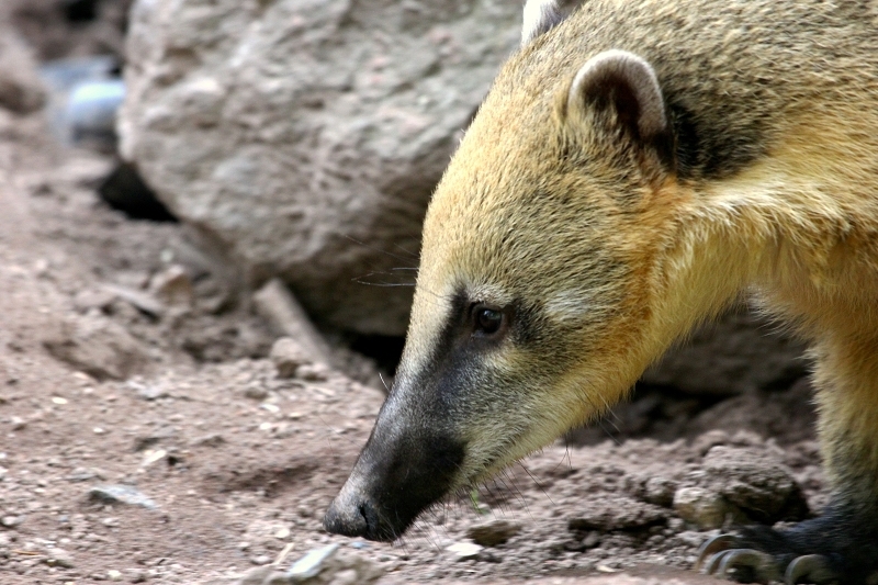 Südamerikanischer Nasenbär Zoo Vivarium Darmstadt 2013