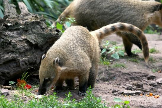 Südamerikanischer Nasenbär Zoo Vivarium Darmstadt 2013