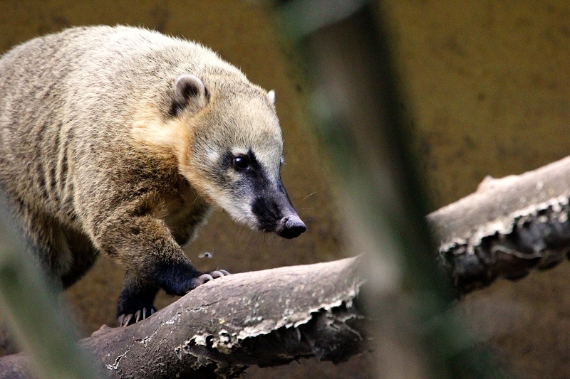 Südamerikanischer Nasenbär Zoo Vivarium Darmstadt 2013