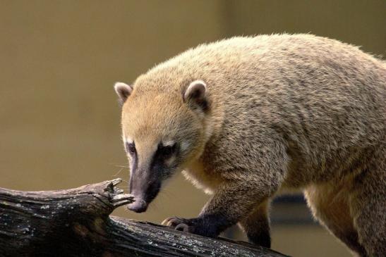 Südamerikanischer Nasenbär Zoo Vivarium Darmstadt 2013